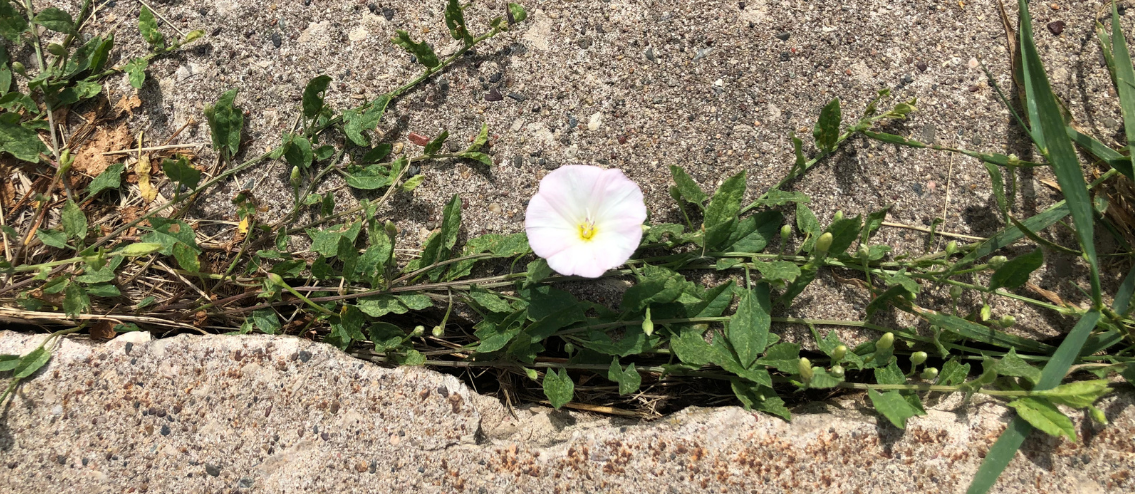 Faith | With Faith Nothing is Impossible- Flower Growing in Concrete